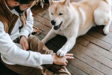10 Essential Tips for Taking Care of Your Pet